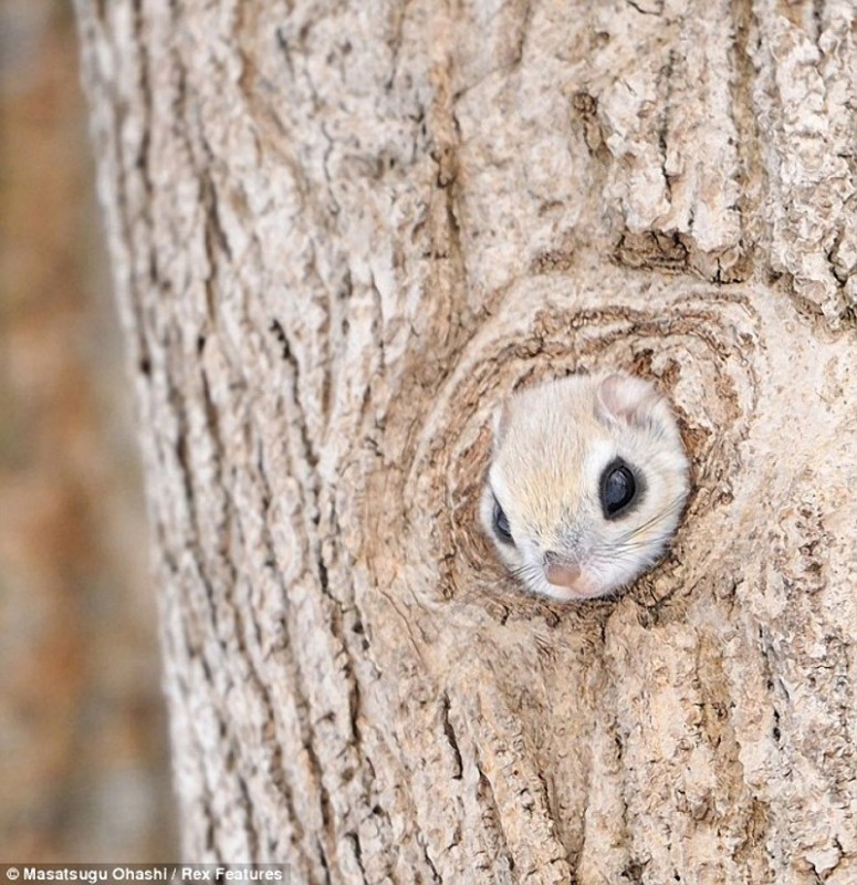 squirrels02 squirrels02 775x800 Сибирские белки летяги это нечто
