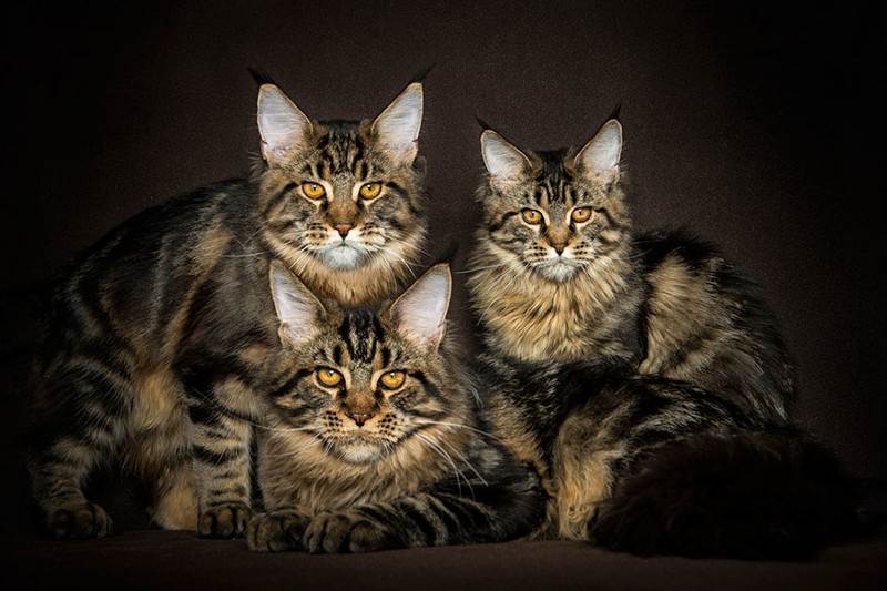 Мэйкуны - фантастические коты. Словно лев в миниатюре! Мэйкуны - фантастические коты. Словно лев в миниатюре!