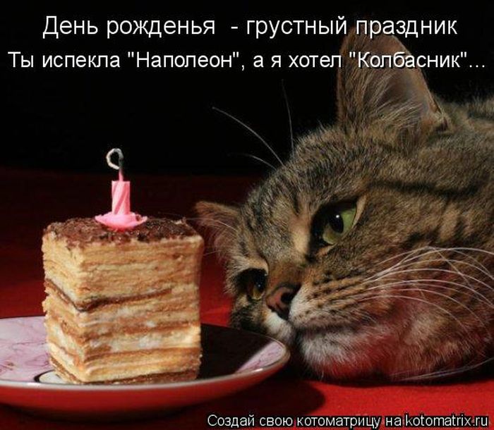 Лучшие котоматрицы недели (50 фото)