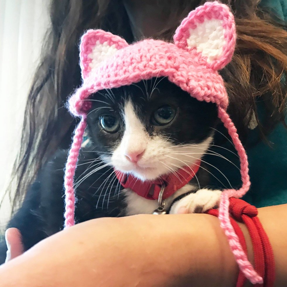 помощь котенку без ушей кошка в шапочке