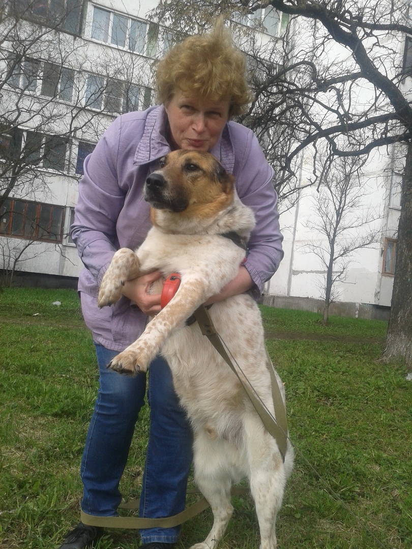Иногда собаки сами себе выбирают хозяев Иногда собаки сами себе выбирают хозяев