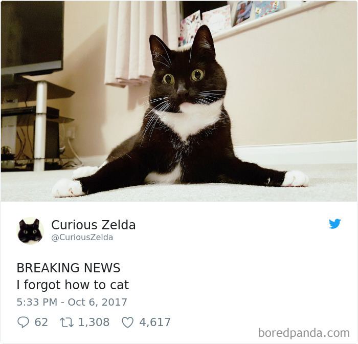 Curious-Zelda-Cat-Tweets