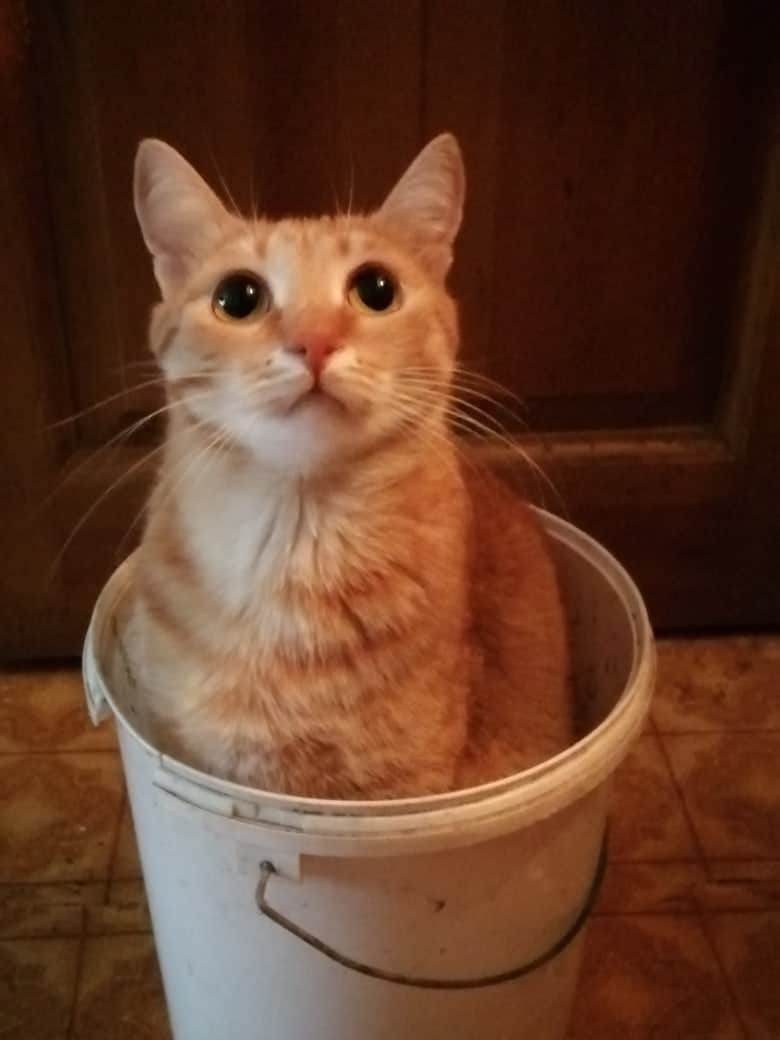 кот проник в дом кот в ведре