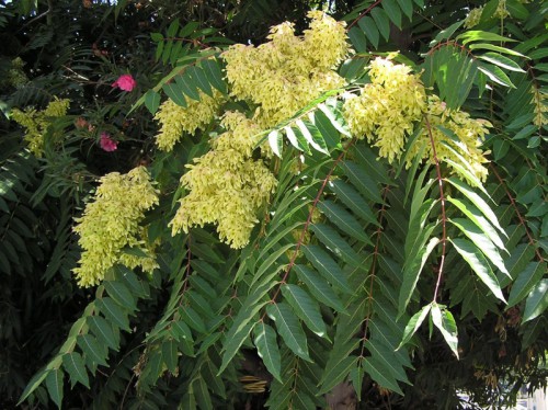 САД, ЦВЕТНИК И ОГОРОД. Айлант (лат. Ailanthus) САД, ЦВЕТНИК И ОГОРОД. Айлант (лат. Ailanthus)