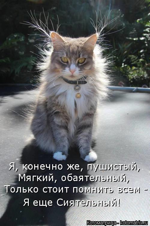 Котоматрица: Я, конечно же, пушистый, Мягкий, обаятельный, Только стоит помнить всем - Я еще Сиятельный!