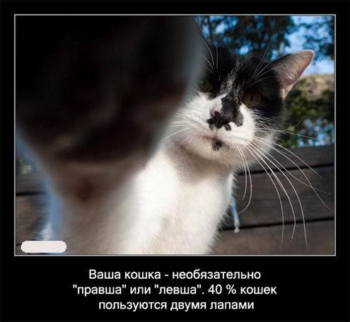 Интересные факты о кошках в картинках Интересные факты о кошках в картинках