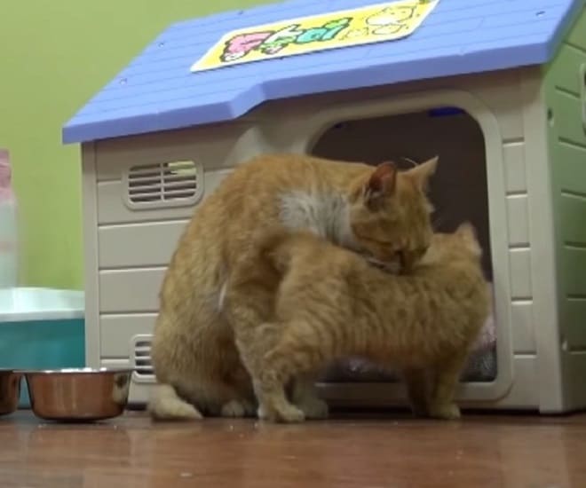 Котенок с кошкой Котенок с мамой