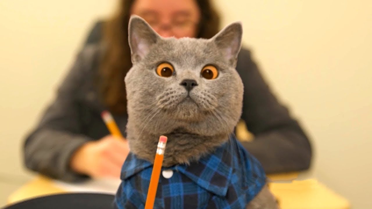 Картинки по запросу смешные коты