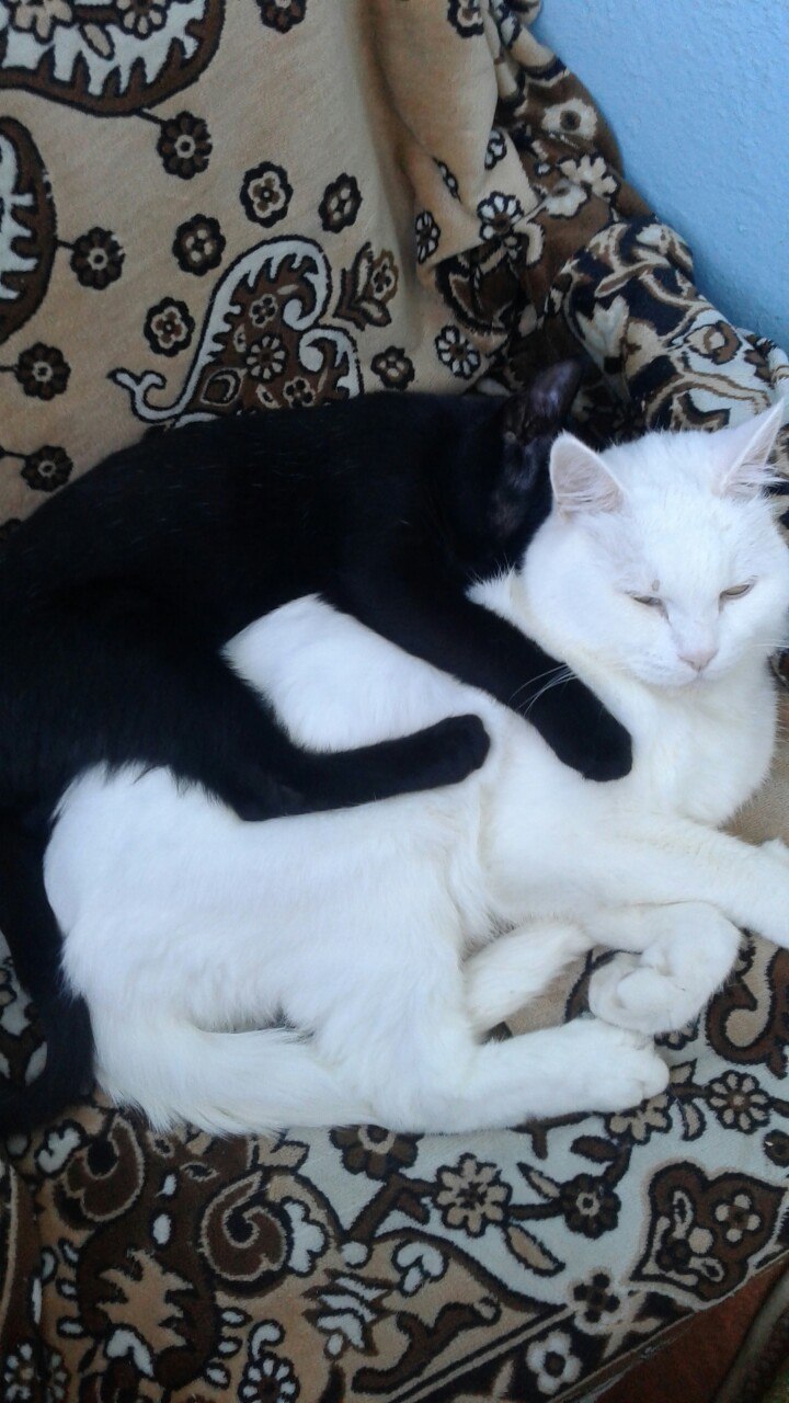Подобрала на улице избитого котенка... Подобрала на улице избитого котенка...