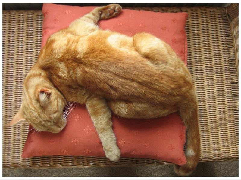 Очень усталые котики Очень усталые котики