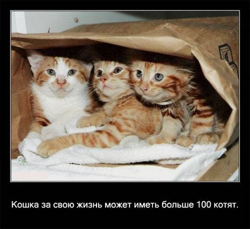 Интересные факты о кошках в картинках Интересные факты о кошках в картинках