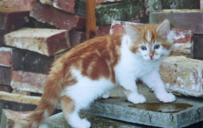 самый старый кот в мире, кот Раббл, 30-летний кот, кот Раббл 30 лет, коту 30 лет