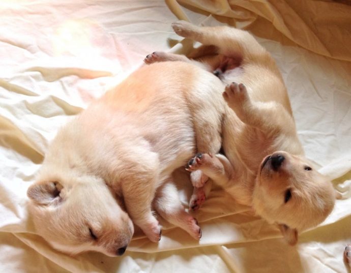 canaan-foto-cani-canaan-dog-breed_889x692-1