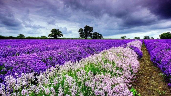 lavanda-foto-1-08-e1425555720205 (700x394, 130Kb)