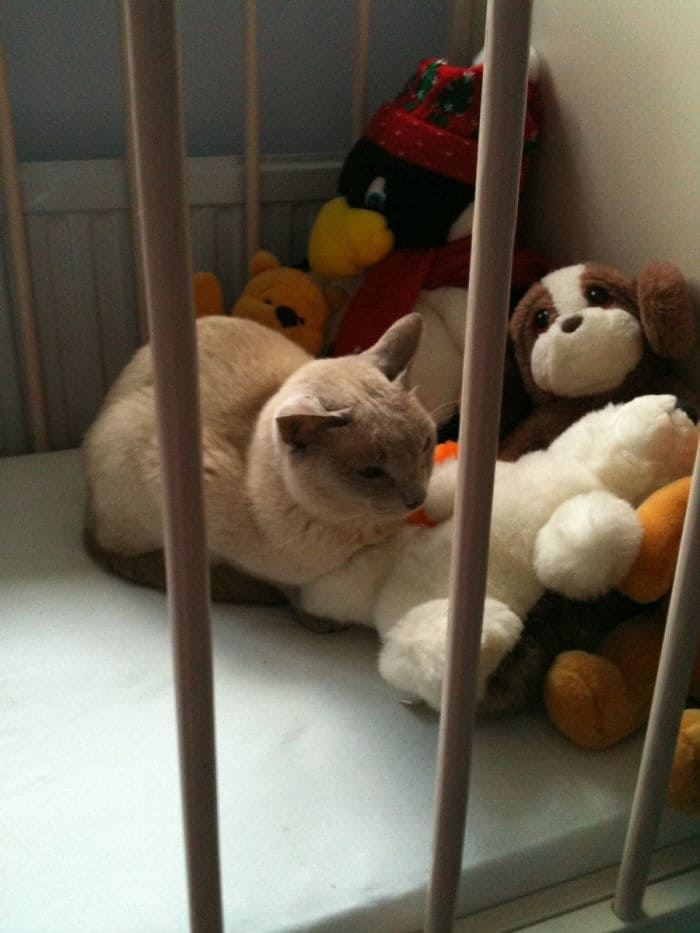 Без кота и жизнь не та