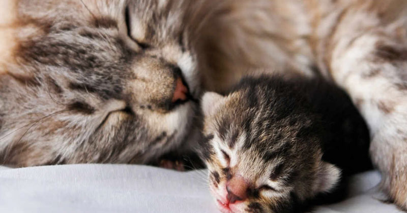 Котенку снился плохой сон. То, что сделала его мама — просто прекрасно! Котенку снился плохой сон. То, что сделала его мама — просто прекрасно!