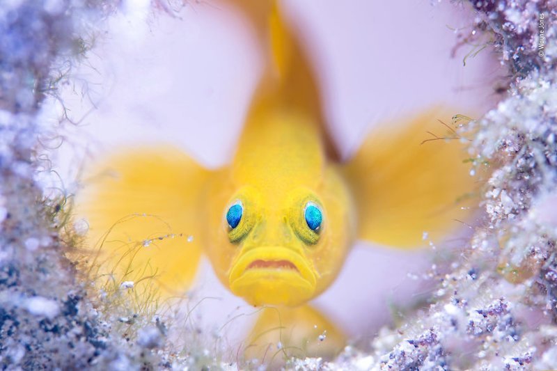 "Хранитель стеклянного дома" - Уэйн Джонс, Австралия, категория "Подводный мир" Wildlife Photographer of the Year, дикая природа, животные, красота, снимки-победители, фото, фотография, фотоконкурс