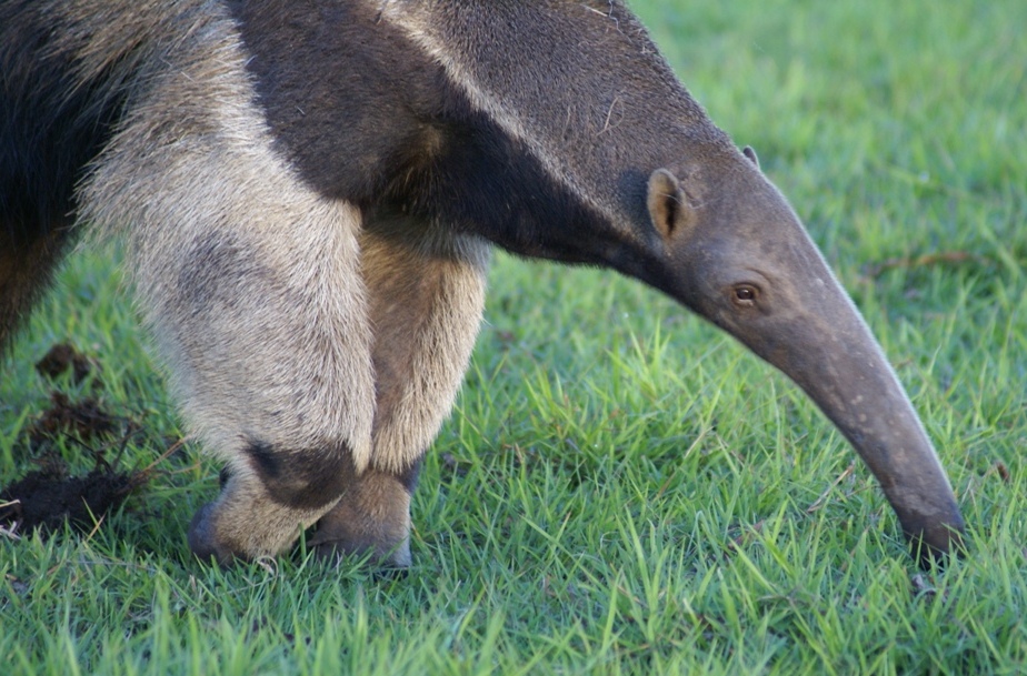 anteater