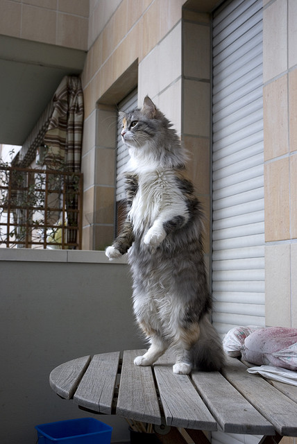 Коты прямоходящие Коты прямоходящие