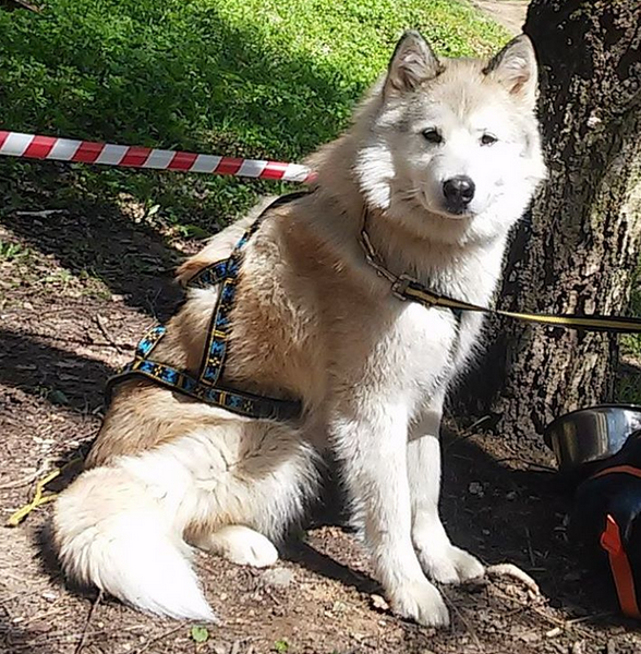 Собаченька