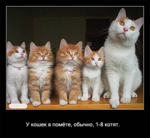 Интересные факты о кошках в картинках Интересные факты о кошках в картинках