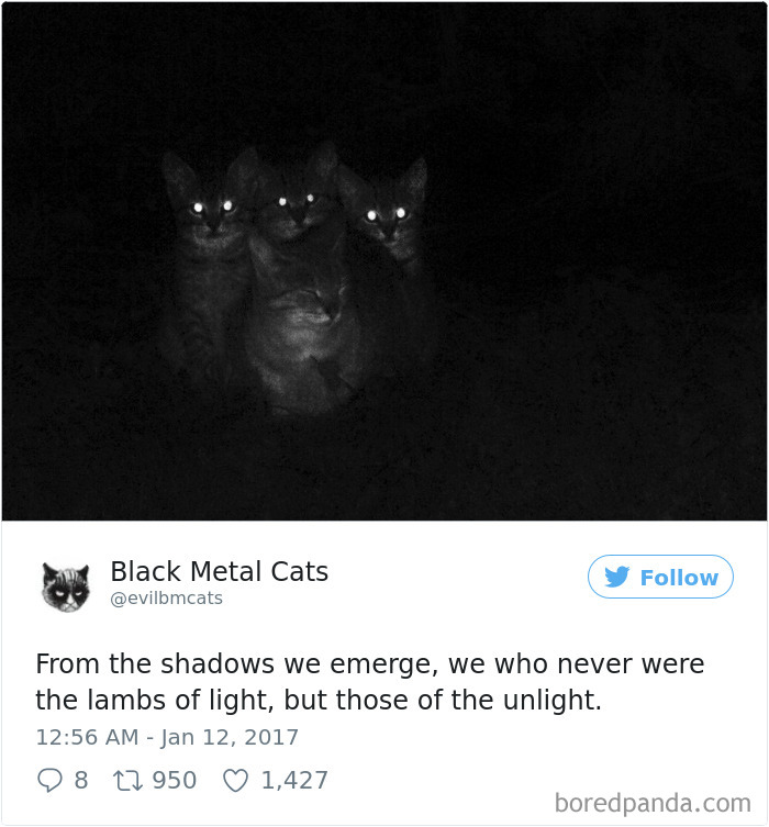 Black-metal-cats-lyrics-tweets