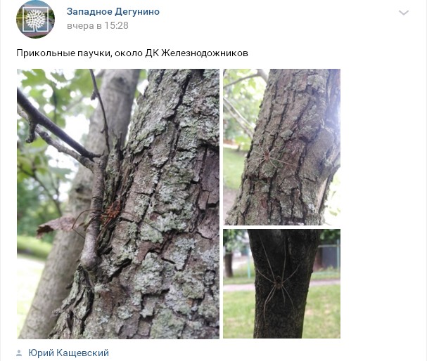 Гигантские пауки впечатлили жителей Западного Дегунина