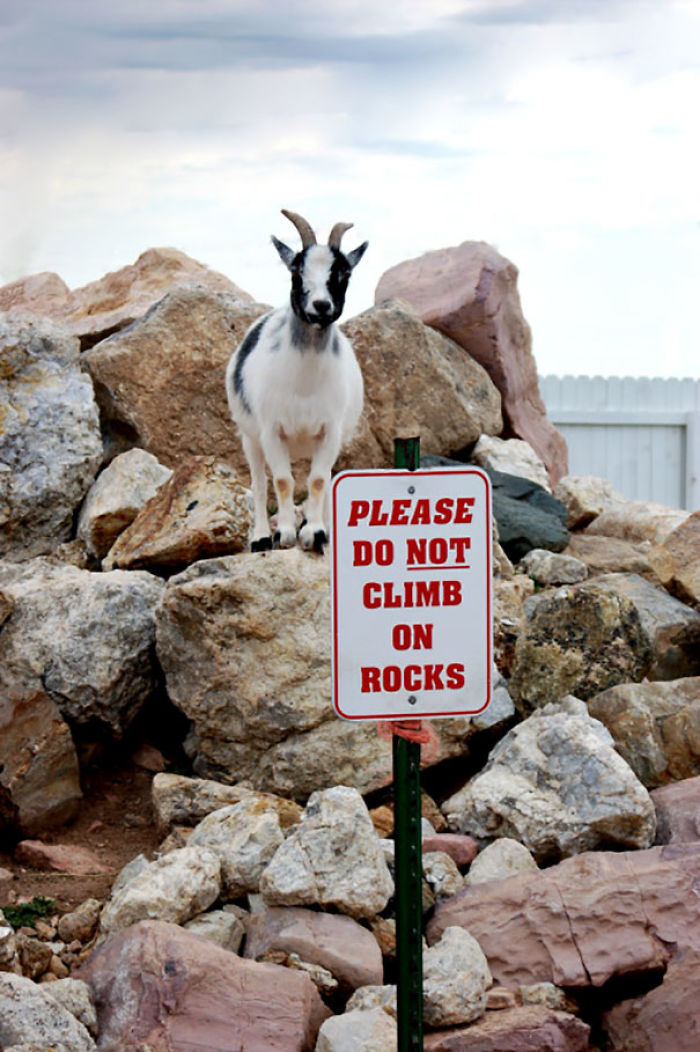 Goats Are Jerks