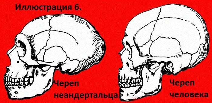 Подробно о несовместимости современного человека и неандертальца