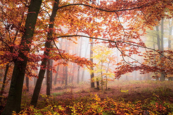 Задумчивая природа в фотографиях Heiko Gerlicher