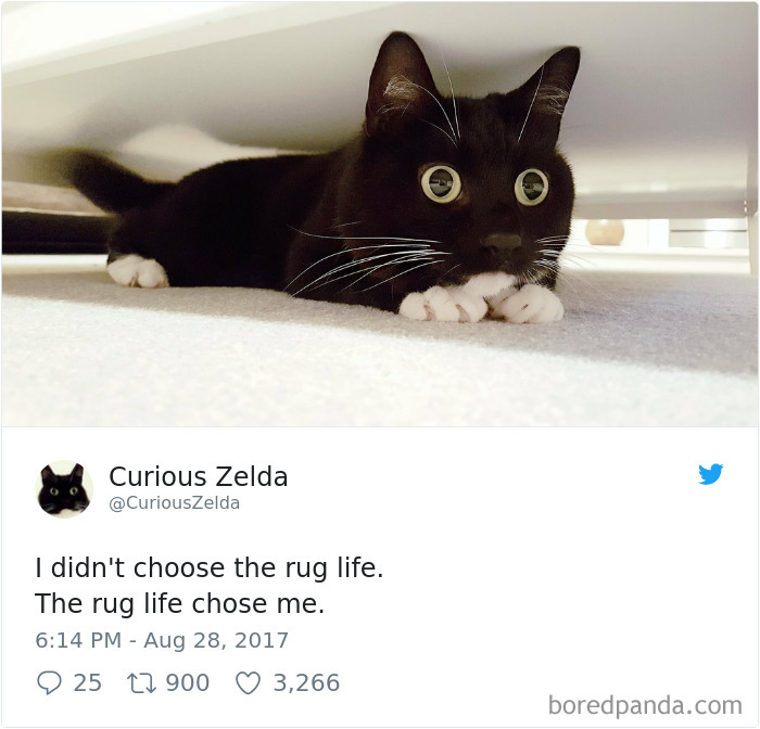 Curious-Zelda-Cat-Tweets