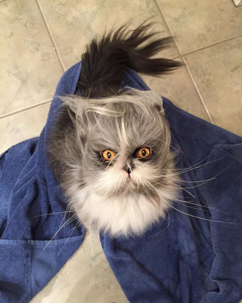 7 угарных фото кота Атчума, который похож на сумасшедшего профессора