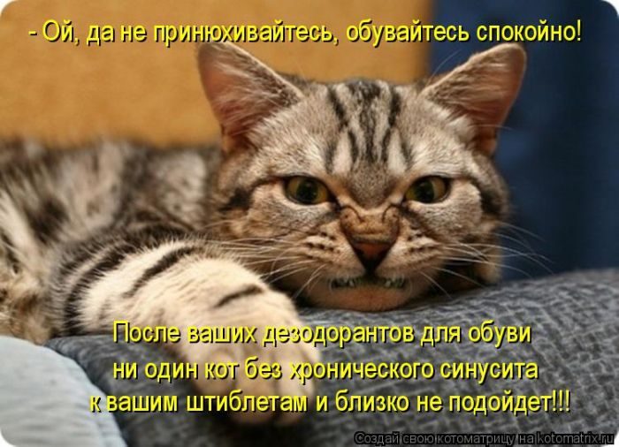 Лучшие котоматрицы недели