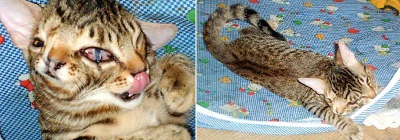 5. Двумордый котенок 5. Двумордый котенок аномалия, животные, мутация