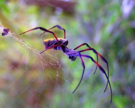 Приметы и суеверия о пауках