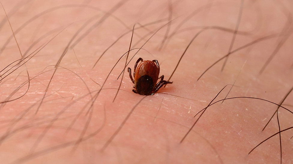 Лучшие снимки из коллекции научных фотографий Wellcome