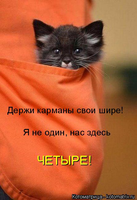 Котоматрица: Держи карманы свои шире! Я не один, нас здесь ЧЕТЫРЕ!