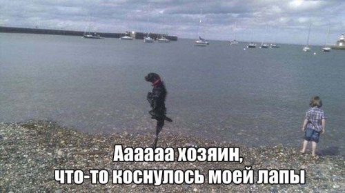 Прикольные картинки для всех (47 шт) Прикольные картинки для всех (47 шт)