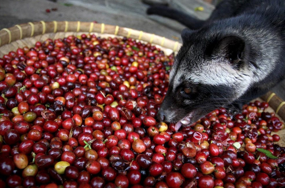 1)          ,     .       ,   ,   .  ,     Kopi Luwak,    .     ,    -         . (Ulet Ifansasti/Getty Images)