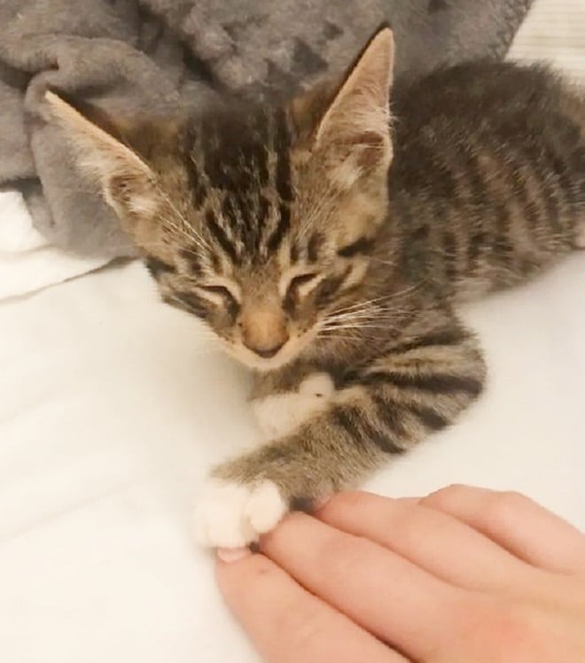 Полосатый котенок Котенок и рука