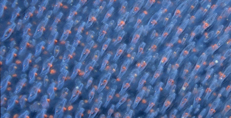 Магия живого света биолюминесценция, животные, насекомые, свет, свечение