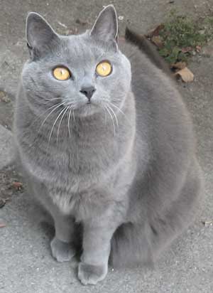 Кошка породы Шартрез Кошка породы Шартрез