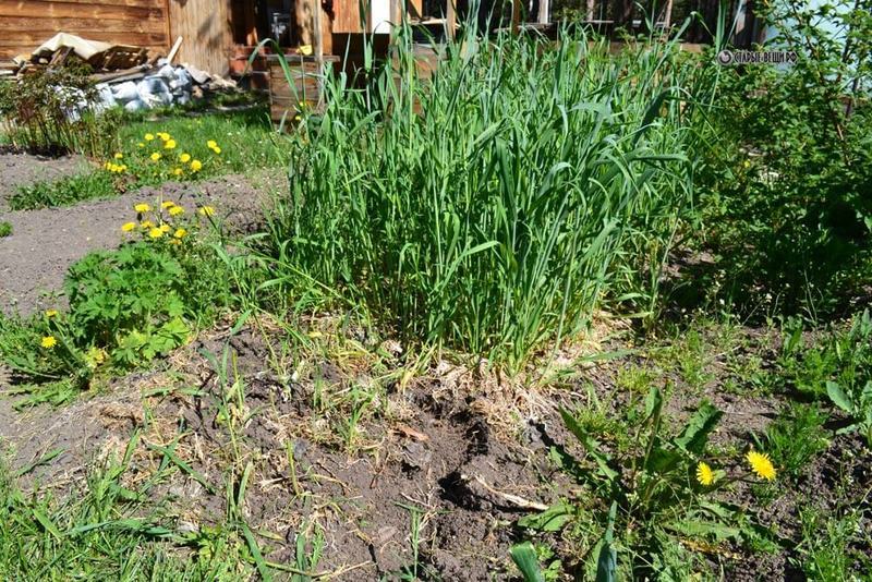 парник из бочки для огурцов своими руками. Смотреть фото парник из бочки для огурцов своими руками. Смотреть картинку парник из бочки для огурцов своими руками. Картинка про парник из бочки для огурцов своими руками. Фото парник из бочки для огурцов своими руками парник из бочки для огурцов своими руками. Смотреть фото парник из бочки для огурцов своими руками. Смотреть картинку парник из бочки для огурцов своими руками. Картинка про парник из бочки для огурцов своими руками. Фото парник из бочки для огурцов своими руками