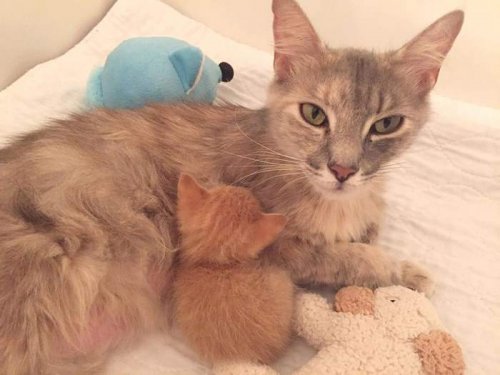 Потерявшая котят кошка стала чудесной матерью для осиротевшего котёнка (7 фото + видео) Потерявшая котят кошка стала чудесной матерью для осиротевшего котёнка (7 фото + видео)