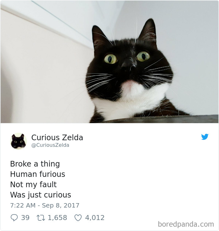 Curious-Zelda-Cat-Tweets