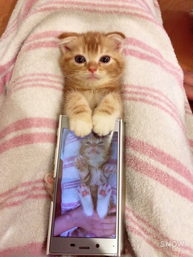 Без кота и жизнь не та
