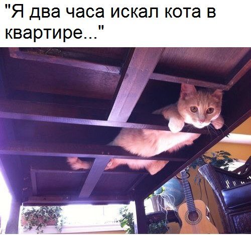 Кошки в нашей жизни)