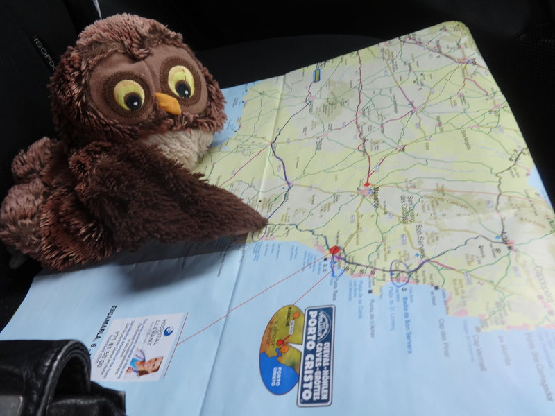 An owl planning an itinerary on the Spanish island of Majorca.