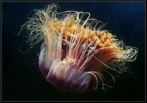 Гигантская арктическая медуза (лат. Ceanea arctica) (англ. Giant  Jellyfish)