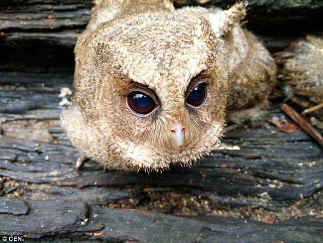 Animal stars: Keepers at the park have adopted the young bird and hope to release them back to nature
